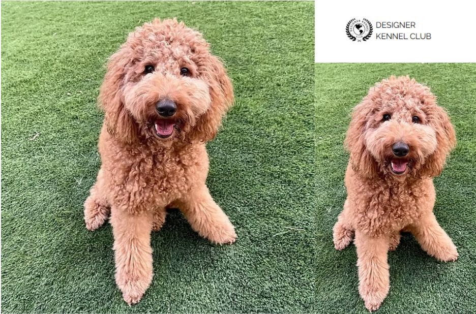 Goldendoodle Registration: Trustworthy Quality Guidance for a Smooth Process Goldendoodle Registration: Trustworthy Quality Guidance for a Smooth Process