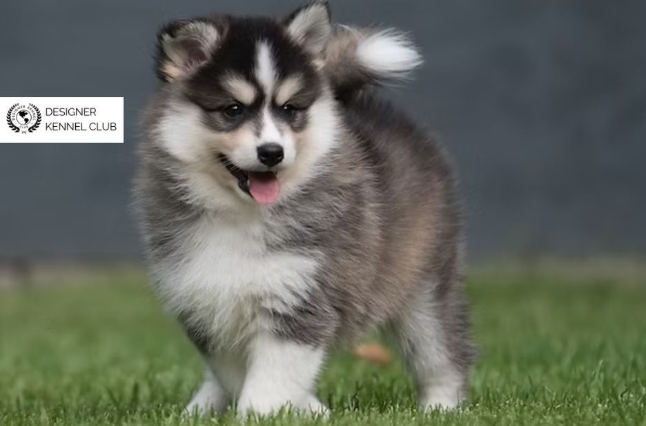 How to Complete Pomsky Registration with Designer Kennel Club How to Complete Pomsky Registration with Designer Kennel Club
