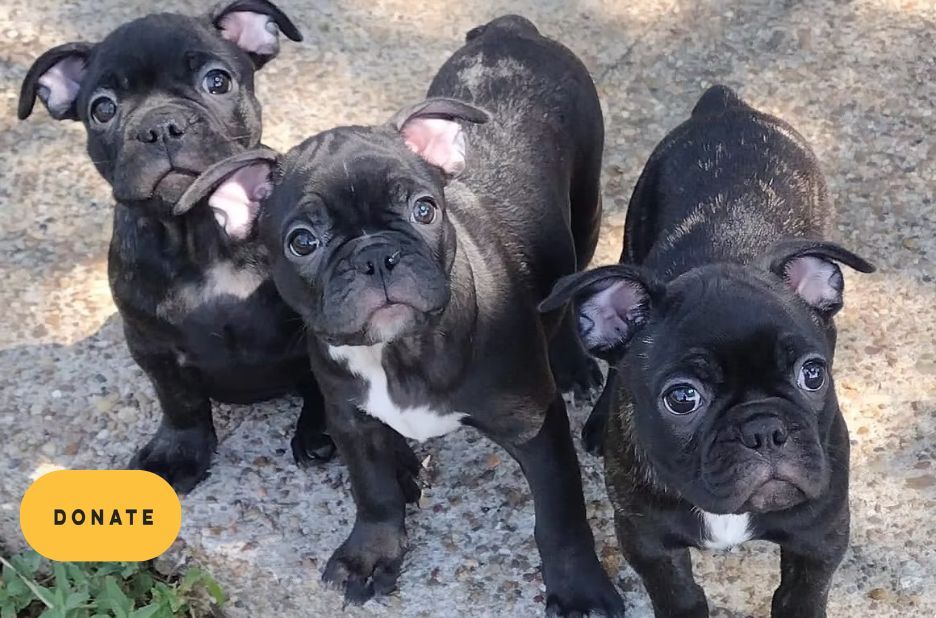 Rescue French Bulldogs: Finding a Forever Home for Unique Companion Dogs Rescue French Bulldogs: Finding a Forever Home for Unique Companion Dogs