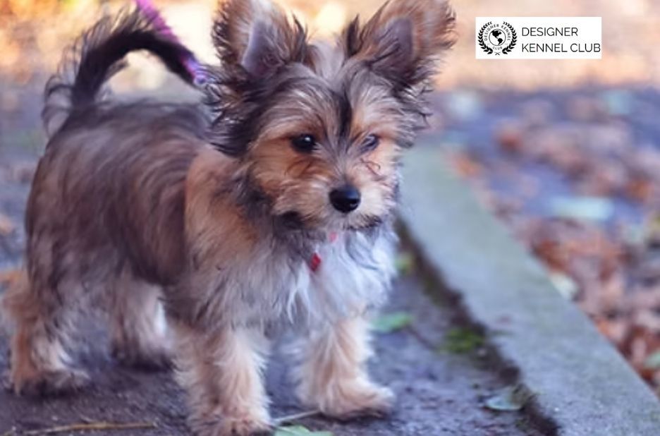 Paperwork Options for Dogs Without Records and Proof Paperwork Options for Dogs Without Records and Proof