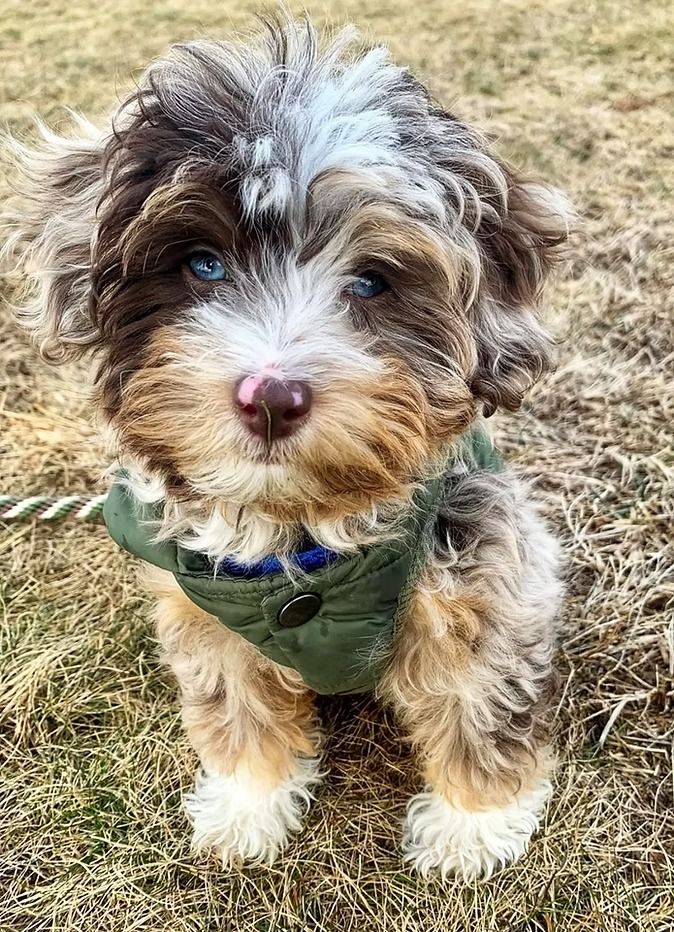 How to Register Your Aussiedoodle with Confidence and Clarity