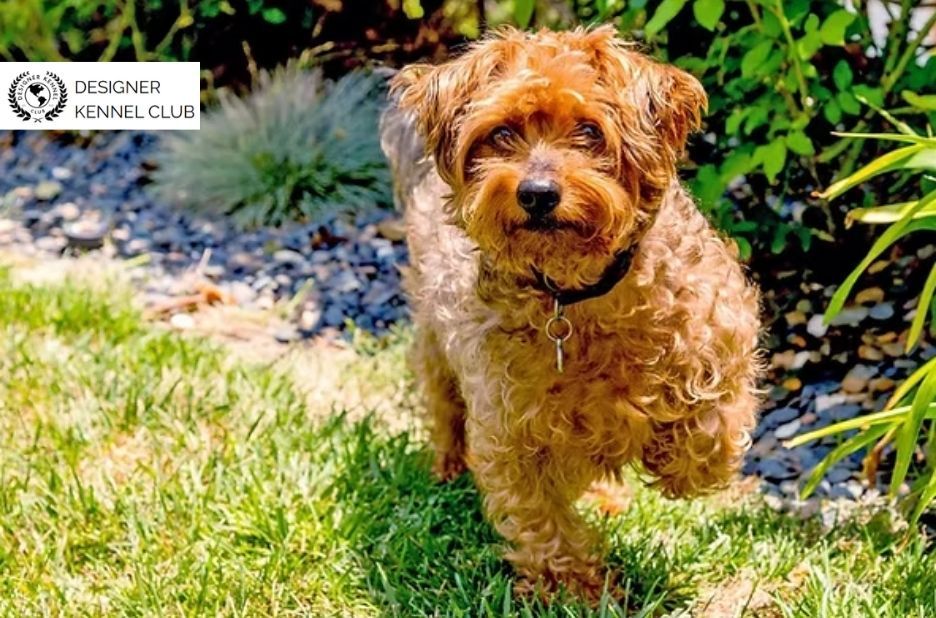 How to Get Yorkiepoo Papers Without AKC: A Simple Guide How to Get Yorkiepoo Papers Without AKC: A Simple Guide