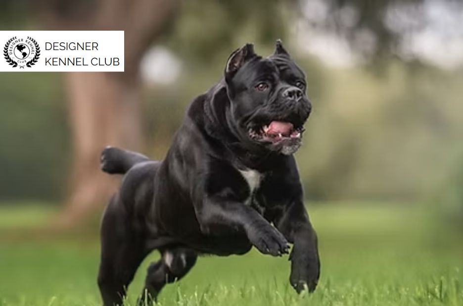 Registering a Cane Corso Without AKC: Step-by-Step Registering a Cane Corso Without AKC: Step-by-Step