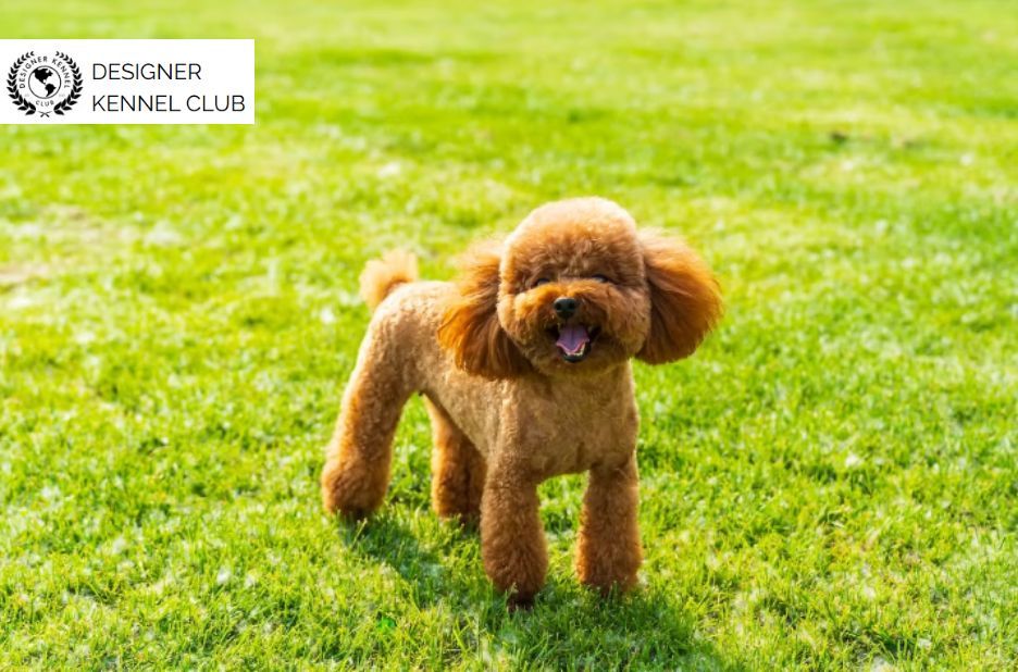 How to Register a Poodle Mix Without the AKC Route