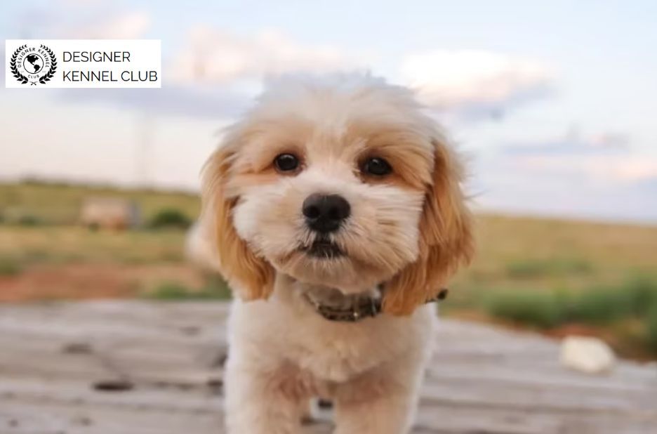 Buying Shih Poo Documentation Without AKC: Buyer Guide Buying Shih Poo Documentation Without AKC: Buyer Guide