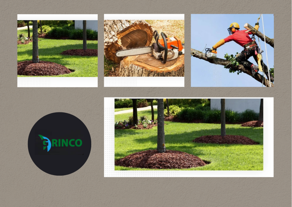 Practical Guide to Safe Tree Trimming Services and Removal Practical Guide to Safe Tree Trimming Services and Removal