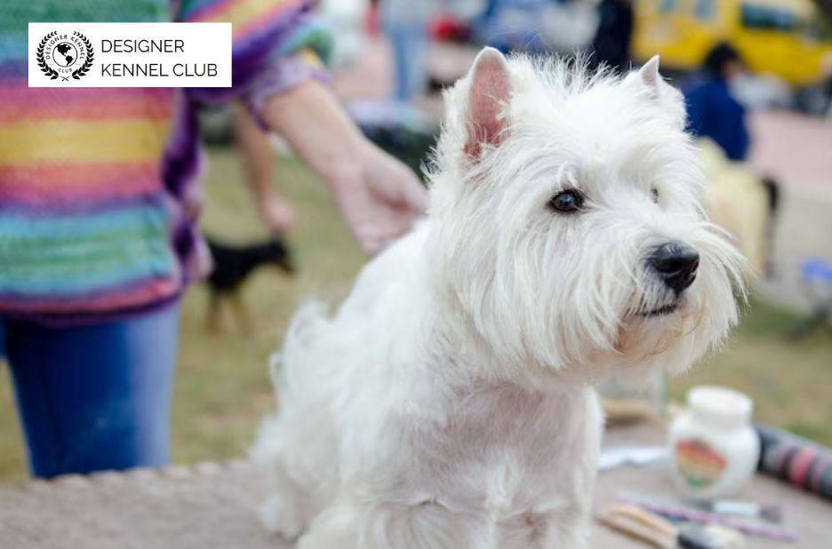 How to Get Papers for a Dog Without Papers Legally How to Get Papers for a Dog Without Papers Legally