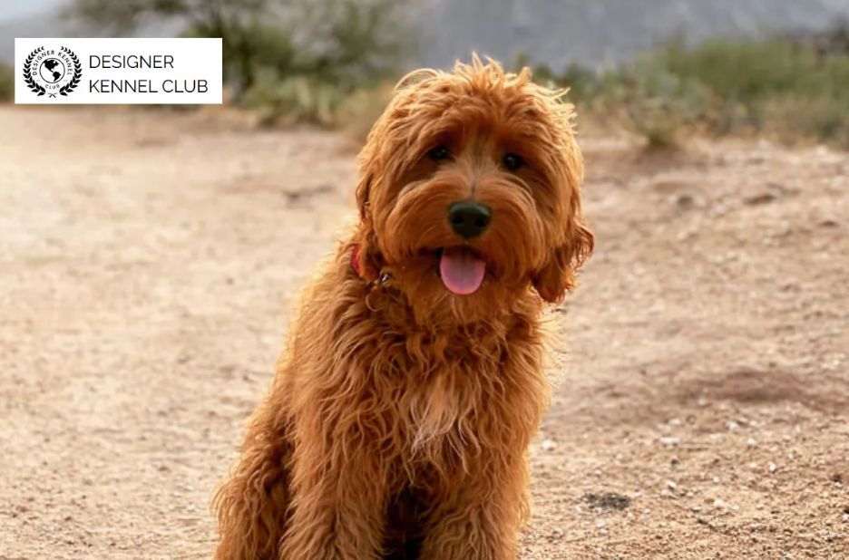 Buyer Guide to Legal Paperwork for Unregistered Dogs